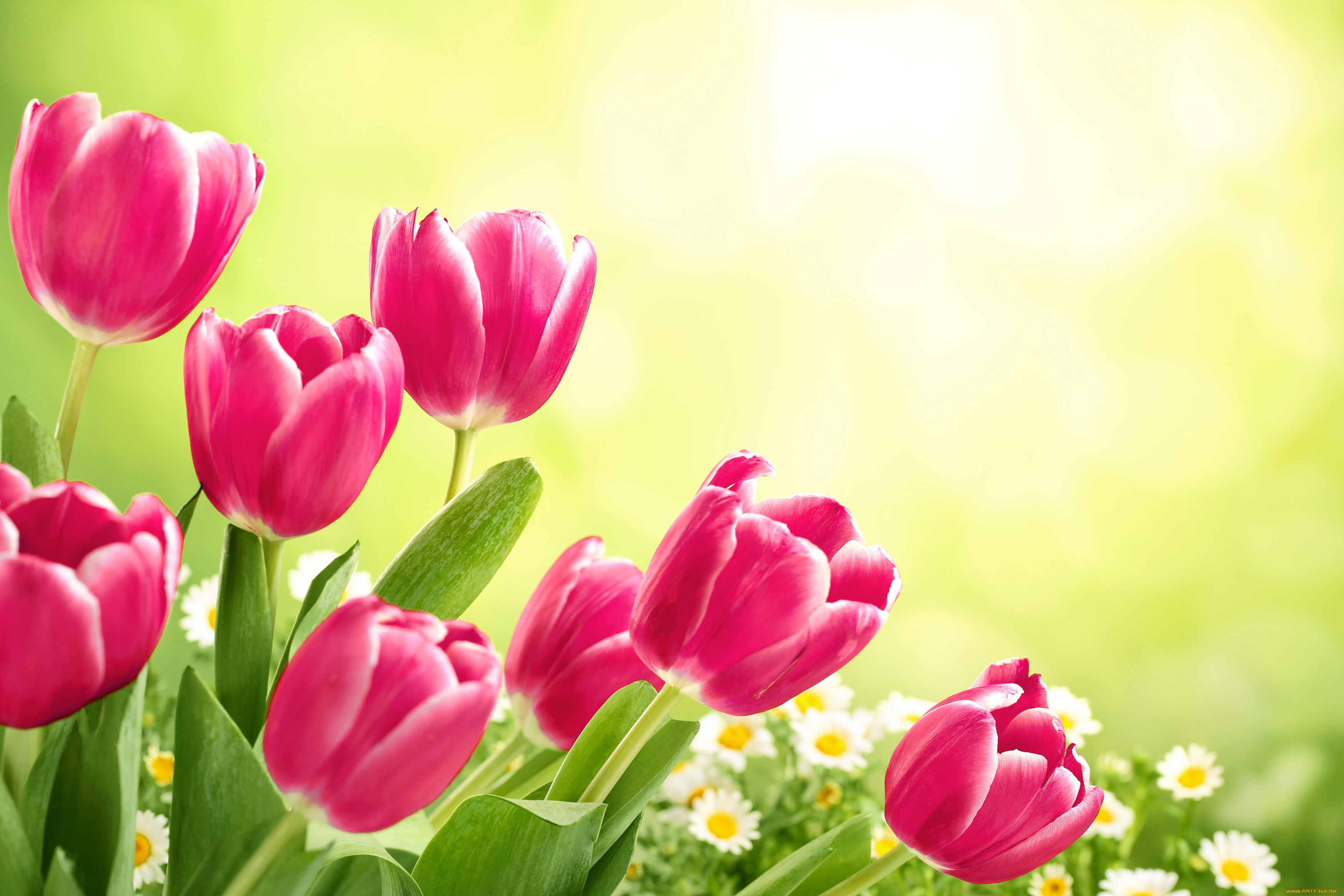 , , flowers, tulips, fresh, spring
